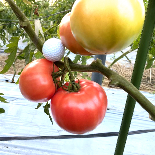 大きく育ったトマト